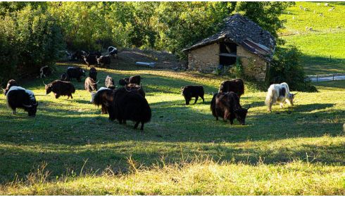 Ein Tag bei Yak Yak Alice: Begegnungen, die bleiben
