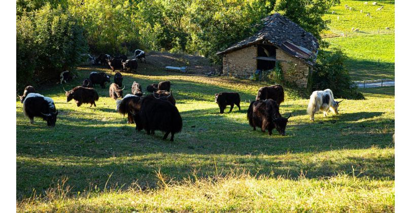 Ein Tag bei Yak Yak Alice: Begegnungen, die bleiben