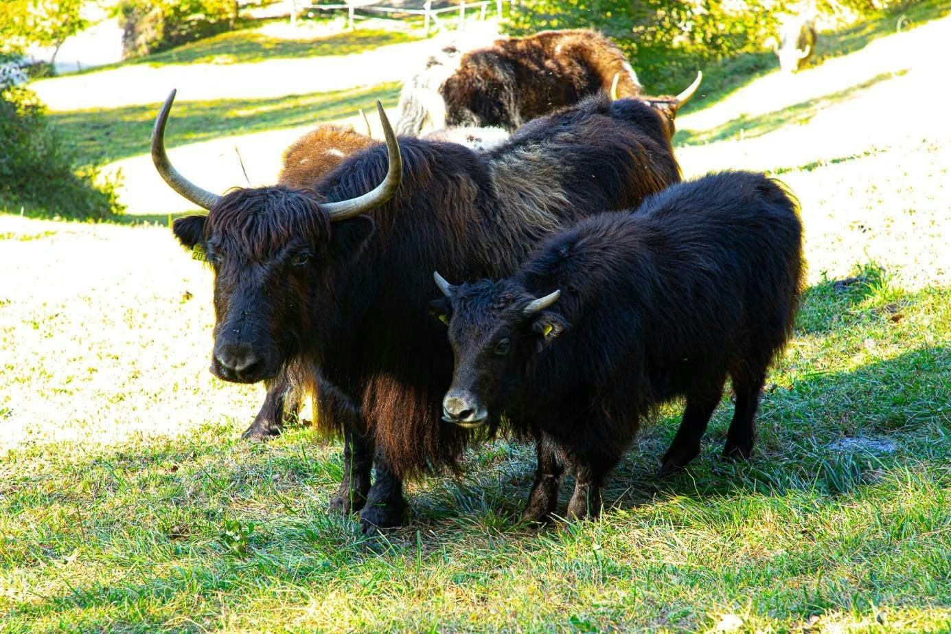 Zwei Yaks stehen eng nebeneinander auf der Weide