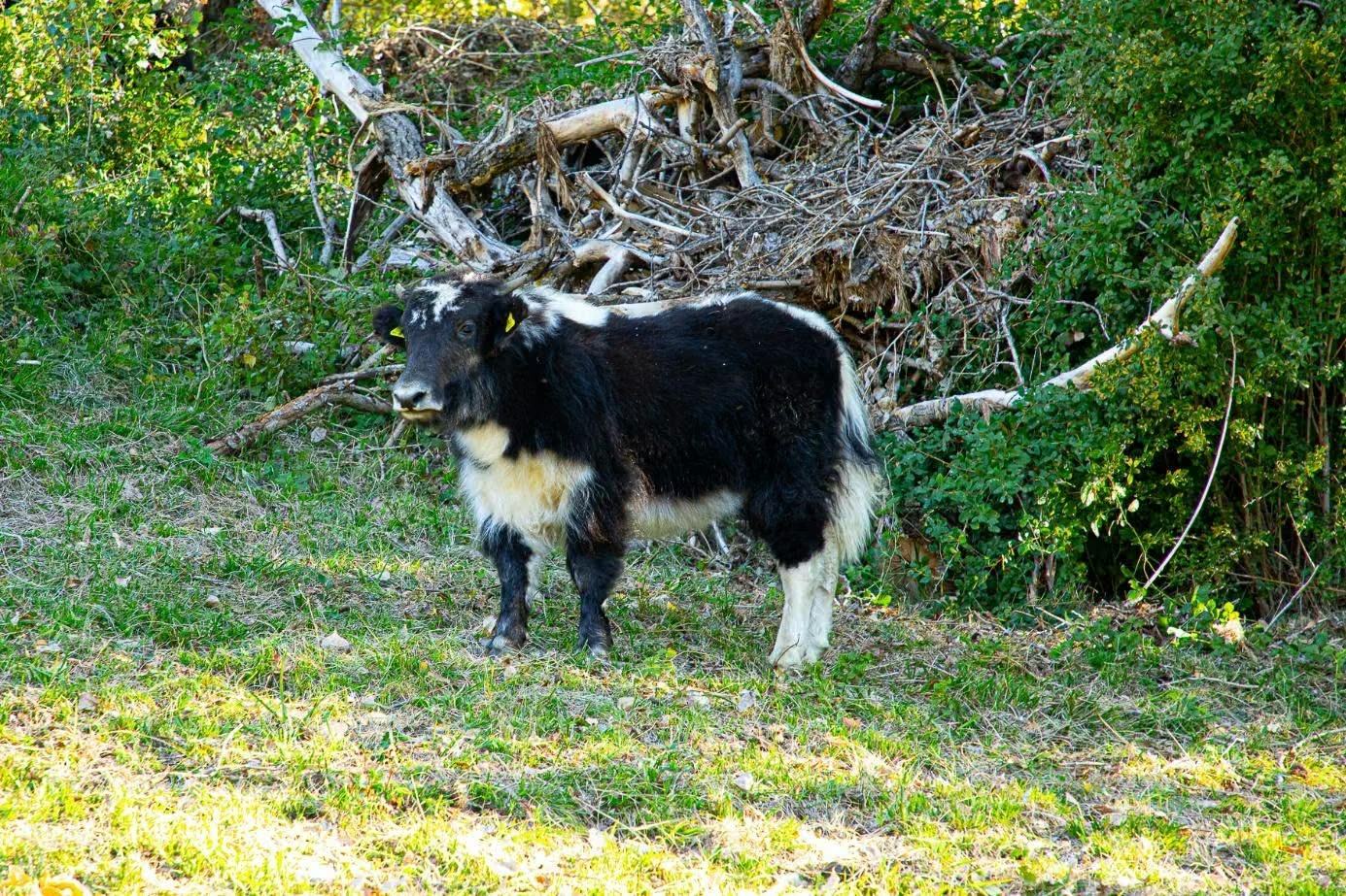 Junges schwarz-weisses Yak auf der Weide