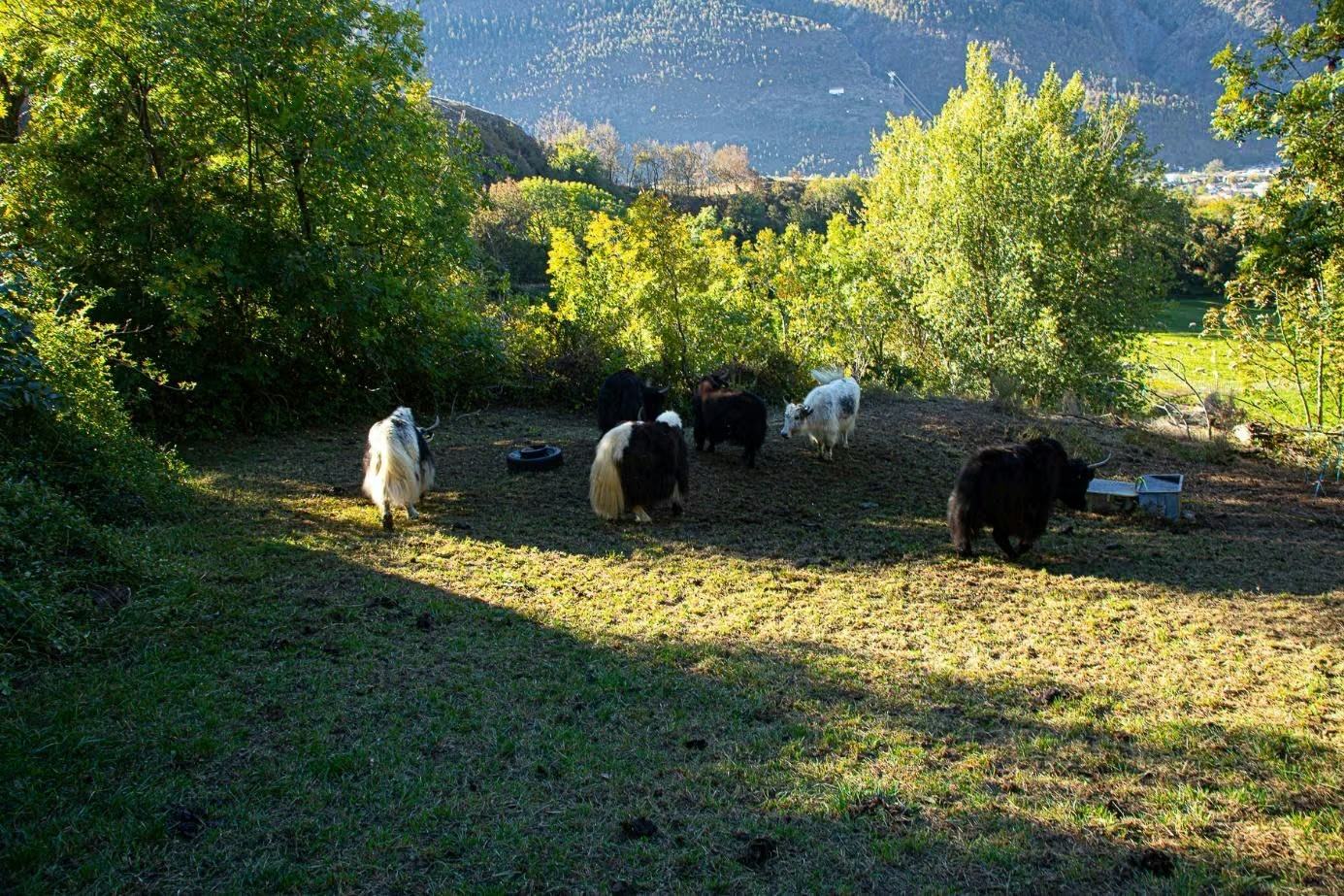Yakherde auf einer Weide mit Blick ins Tal