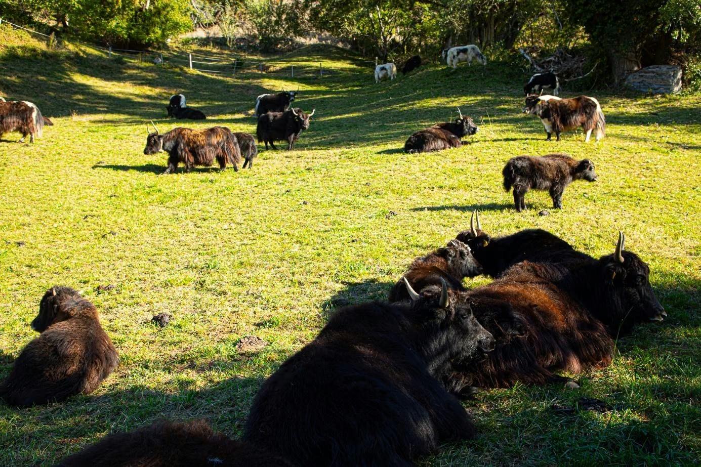 Ruhende und grasende Yaks auf einer sonnigen Weide