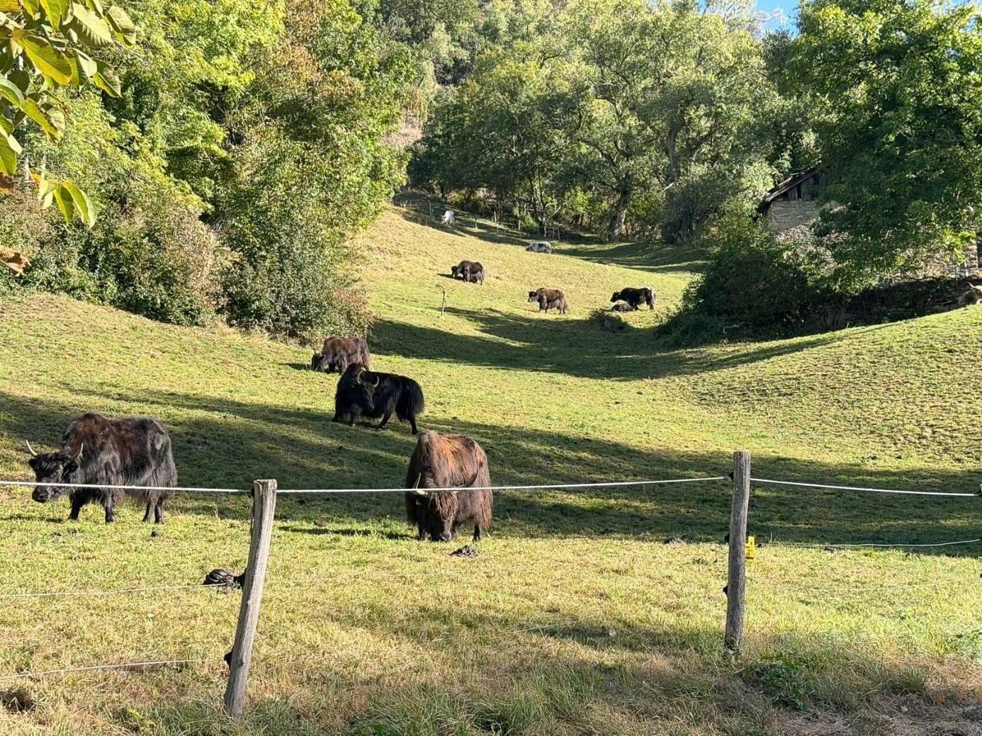 Mehrere Yaks auf einer hügeligen Weide