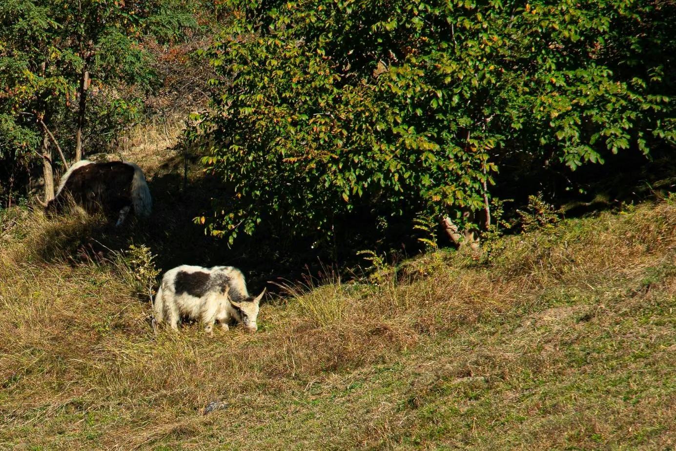 Yaks an einem bewachsenen Hang