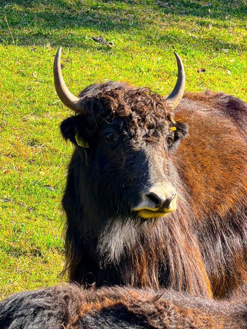Braunes Yak mit geschwungenen Hörnern ruht auf der Weide