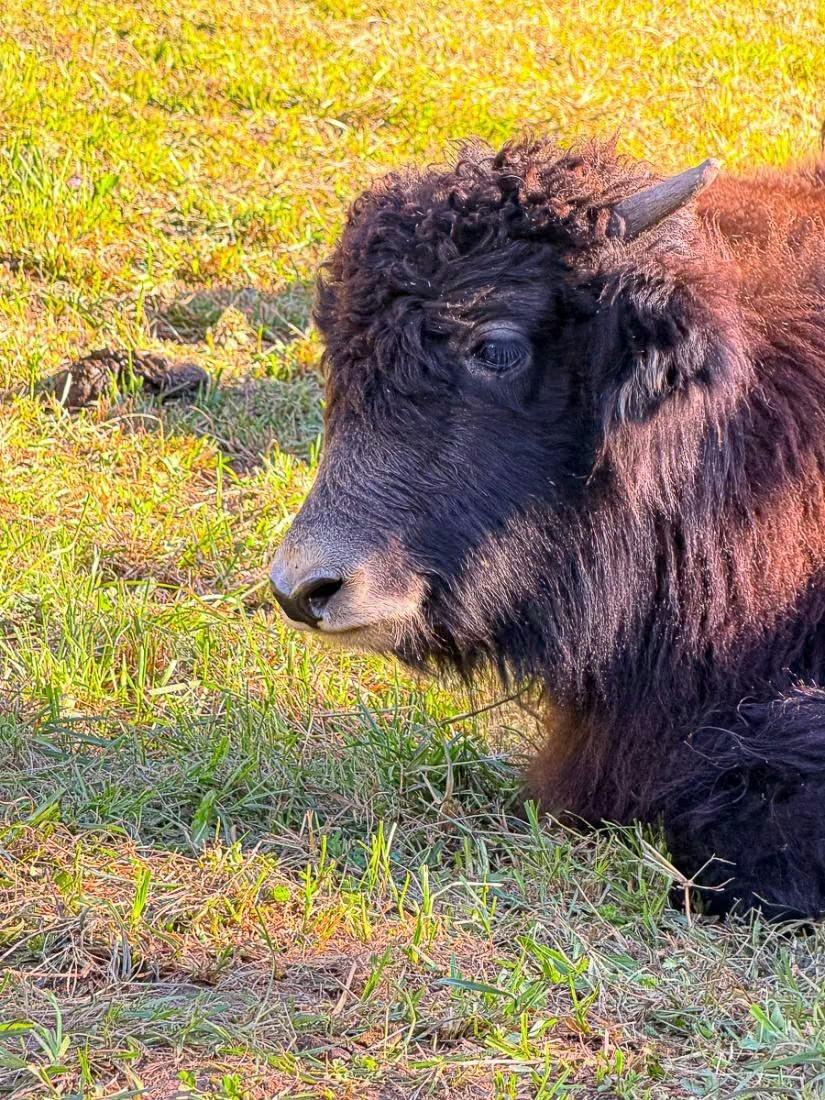 Nahaufnahme eines ruhenden dunklen Yaks