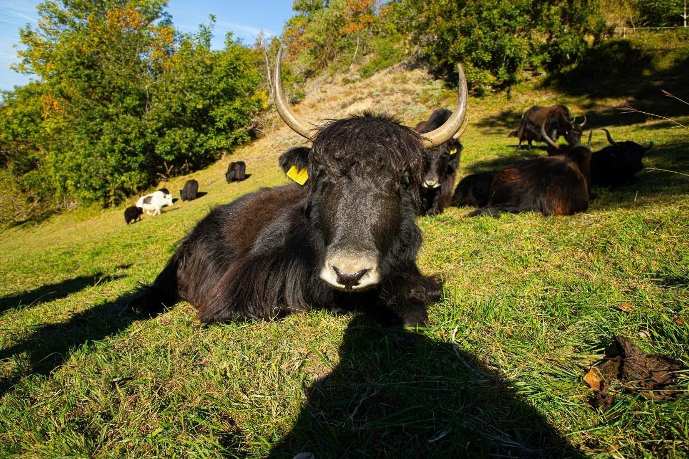 Dunkles Yak mit Hörnern ruht auf der Weide