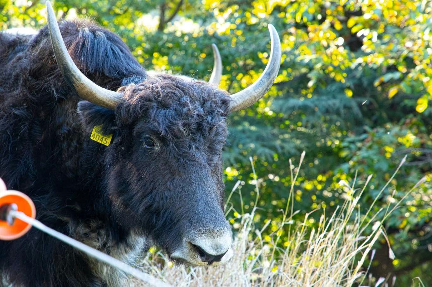 Nahaufnahme eines grauhaarigen Yaks mit geschwungenen Hörnern