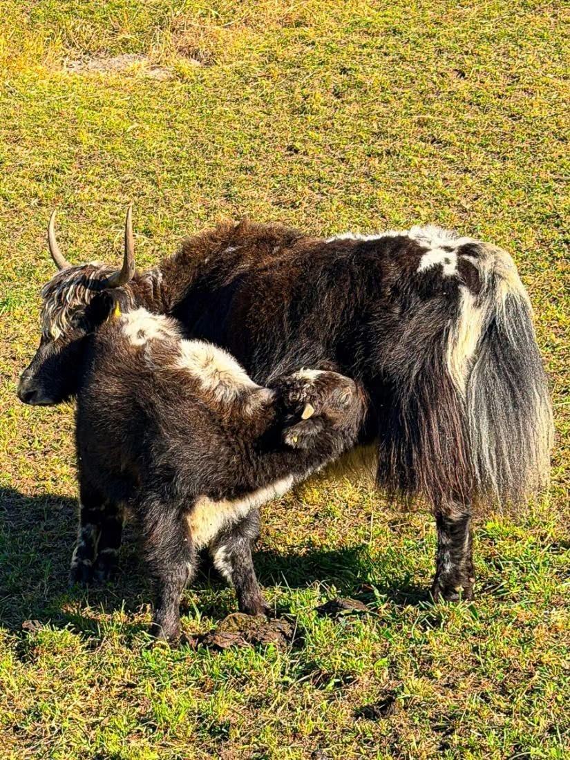 Yak-Kalb trinkt am Euter seiner Mutter auf der Weide