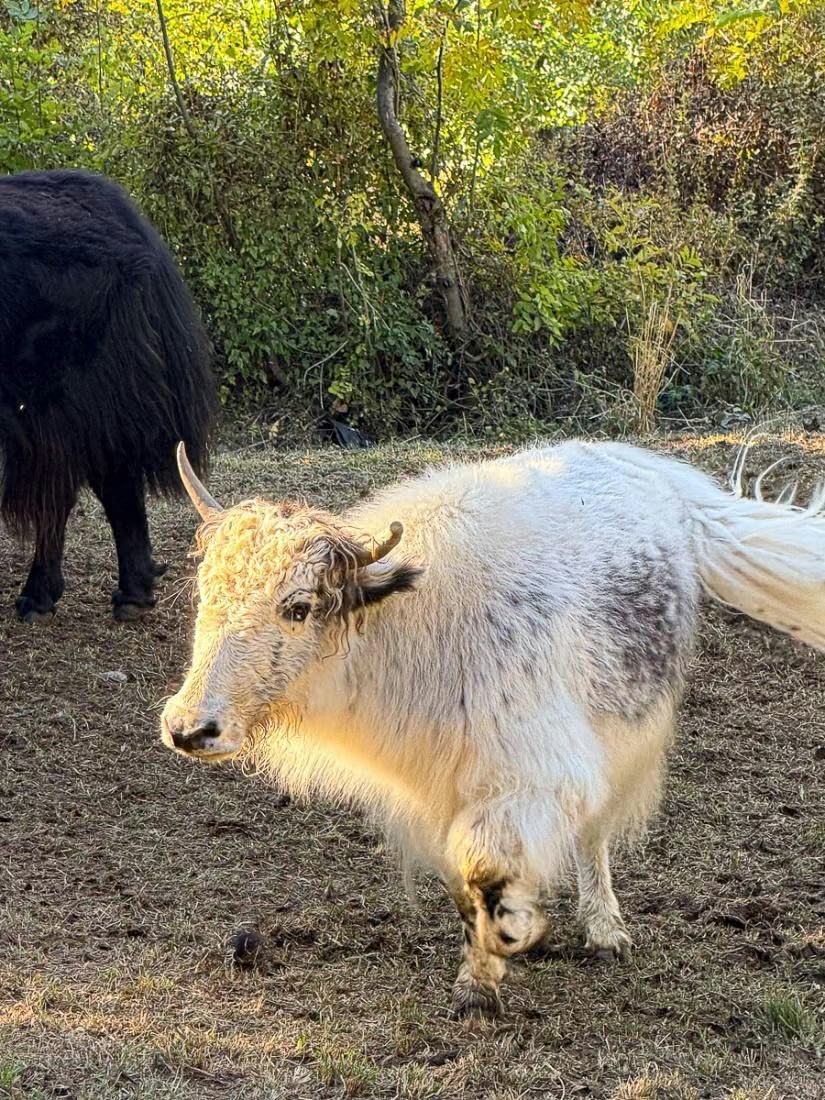 Helles junges Yak vor Gehölz