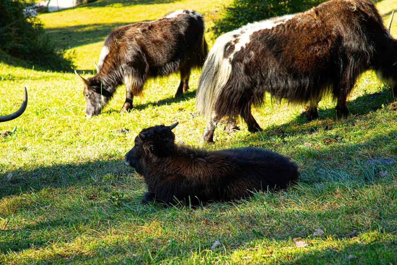 Dunkles Jungtier liegt im Schatten neben grasenden Yaks