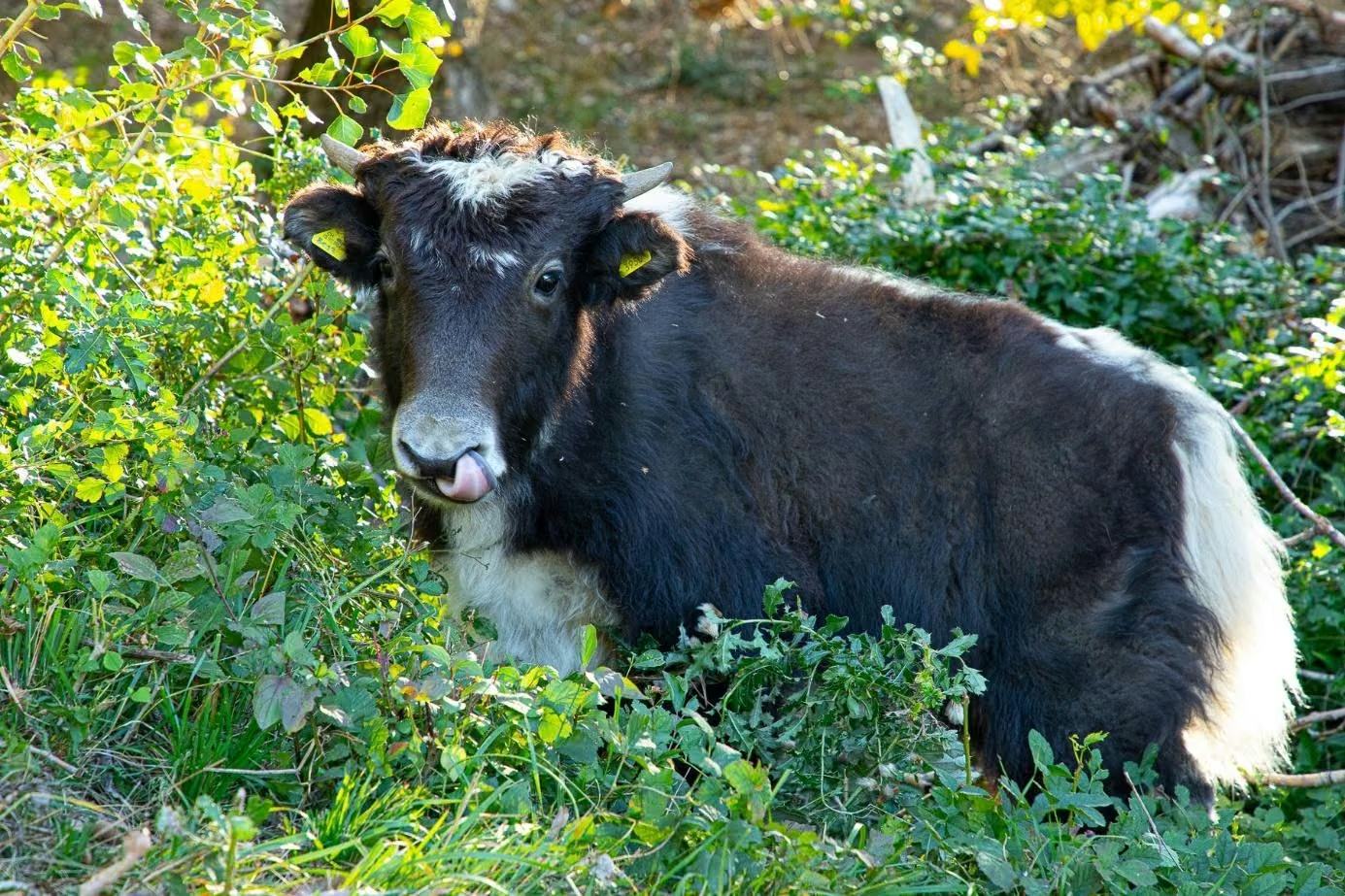 Junges dunkles Yak mit weisser Schwanzspitze vor grünem Gebüsch
