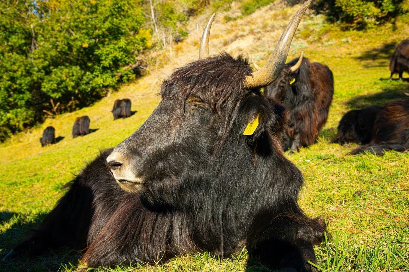 Nahaufnahme eines dunklen Yaks mit langen geschwungenen Hörnern