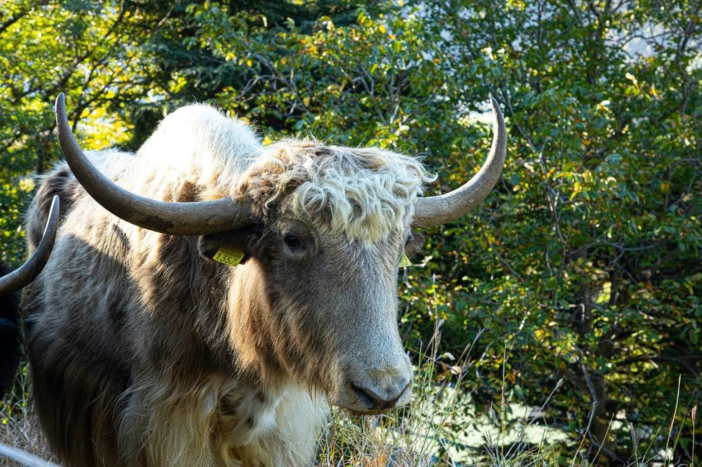 Helles Yak mit breiten geschwungenen Hörnern am Weiderand