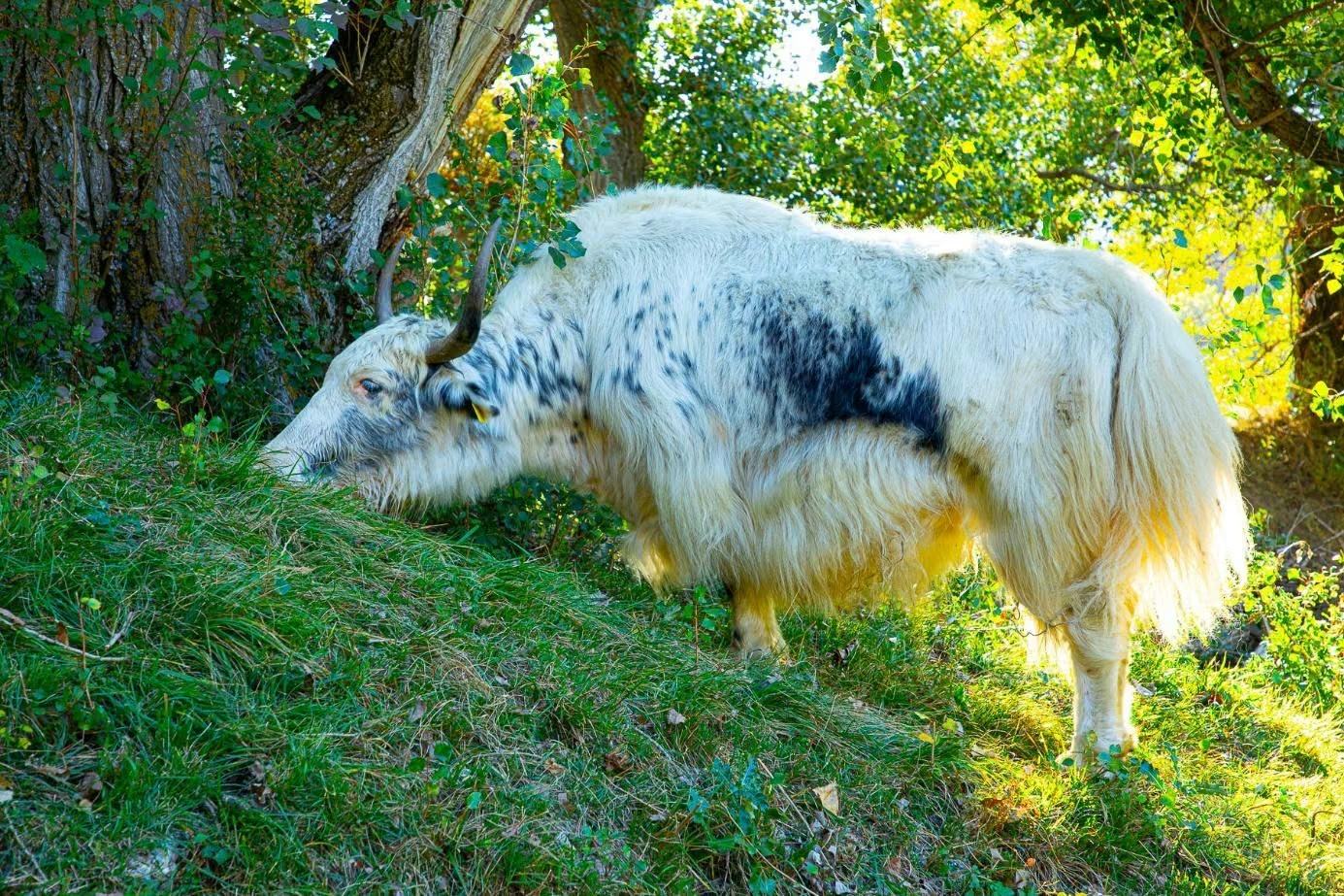 Weiss geschecktes Yak frisst am grünen Weiderand