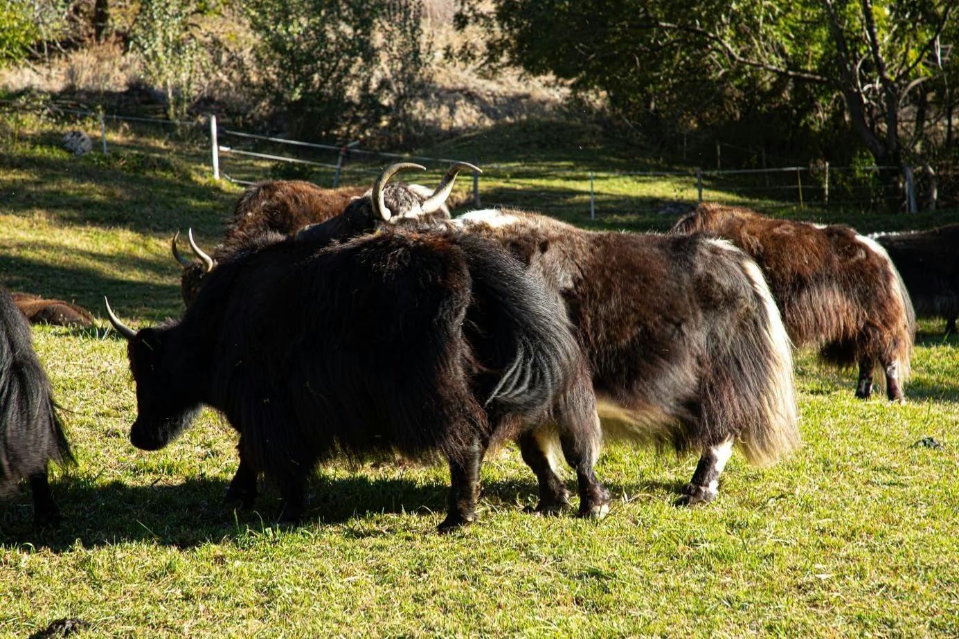 Dunkle Yaks grasen gemeinsam auf einer Wiese